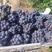 （实力供货）河北威县夏黑葡萄，糖分达到17以上，货源充足