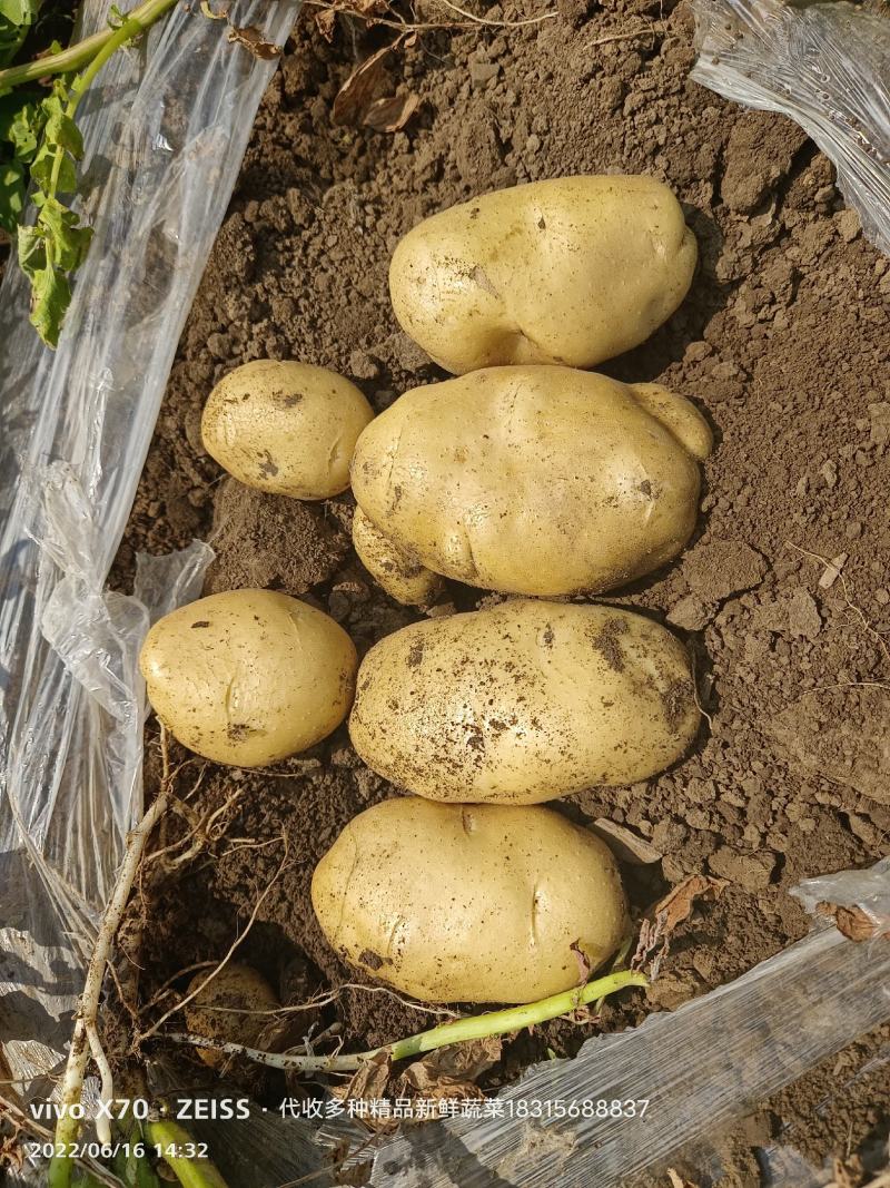 兰陵县黄心土豆，荷兰十五，V7，电商货，市场货，大量供应