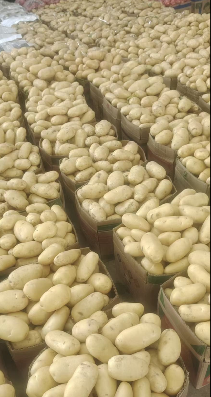 兰陵县黄心土豆，荷兰十五，V7，电商货，市场货，大量供应