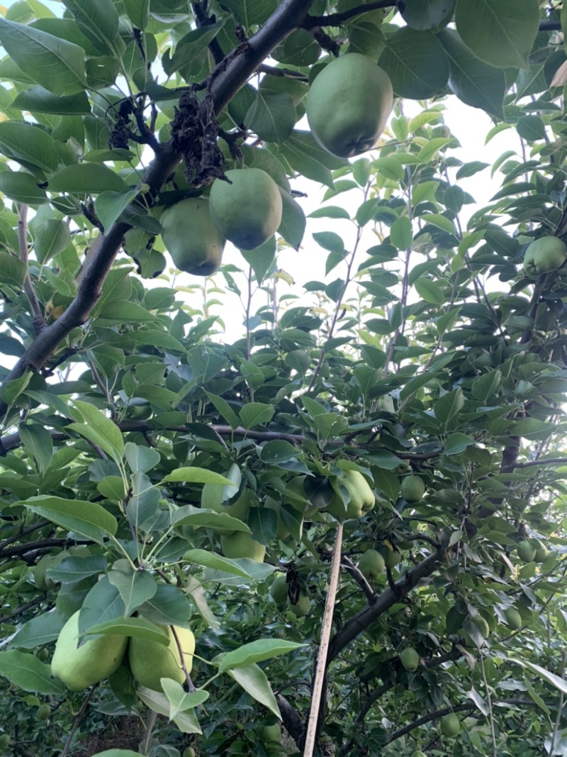 阳信早酥梨到了**吃的季节，价格美丽私询