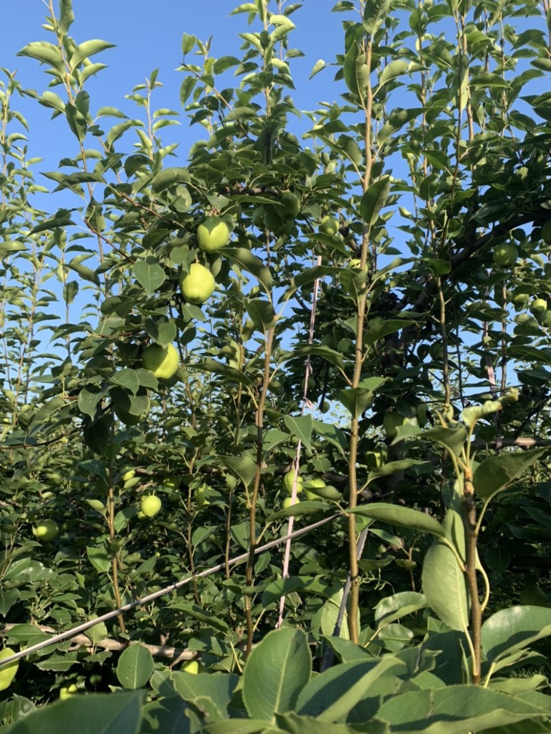 阳信早酥梨到了**吃的季节，价格美丽私询