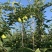 阳信早酥梨到了**吃的季节，价格美丽私询