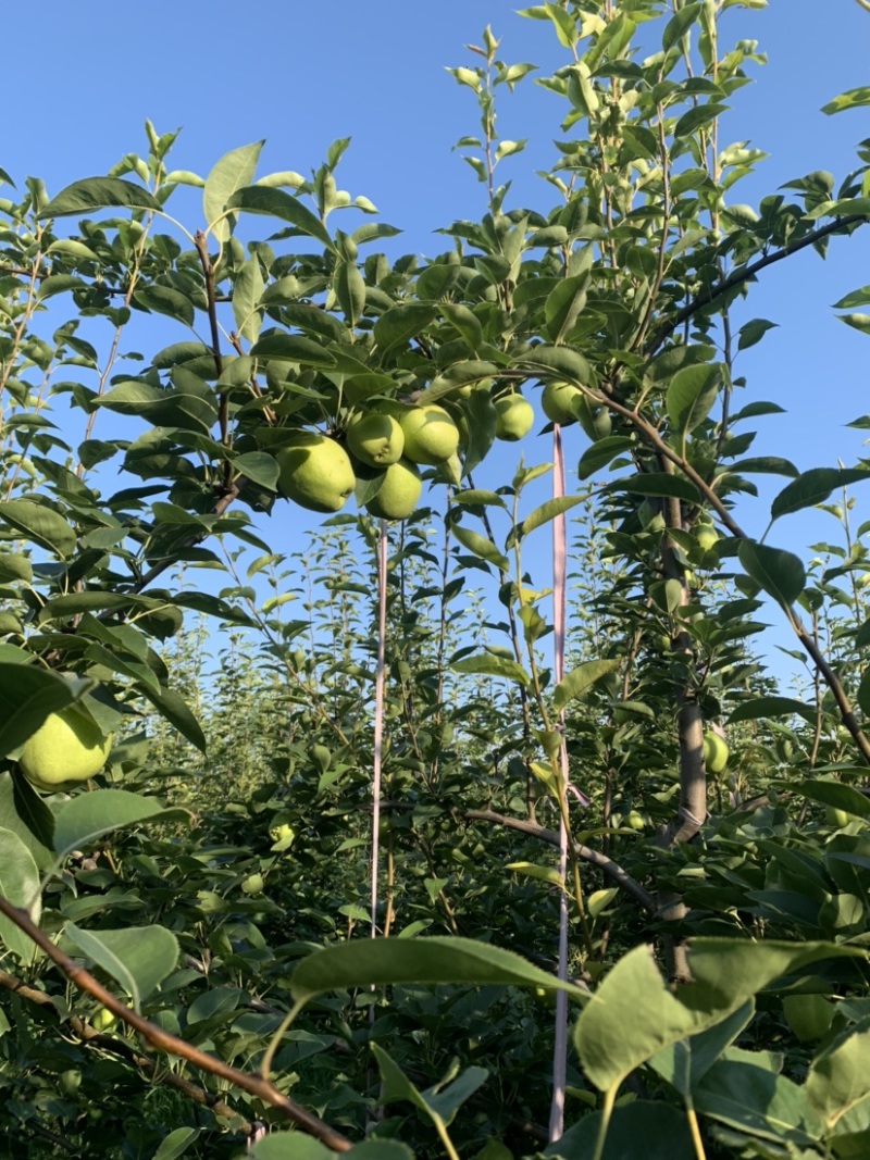 阳信早酥梨到了**吃的季节，价格美丽私询