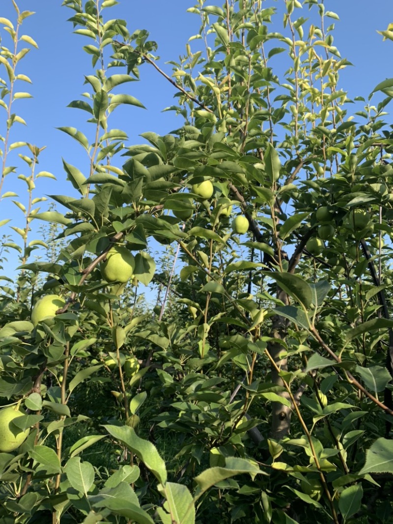 阳信早酥梨到了**吃的季节，价格美丽私询
