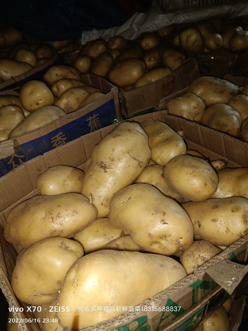 兰陵县黄心土豆，荷兰十五，V7，电商货，市场货，大量供应