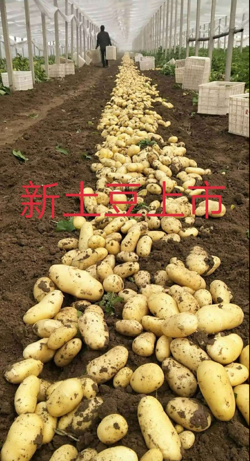兰陵县黄心土豆，荷兰十五，V7，电商货，市场货，大量供应