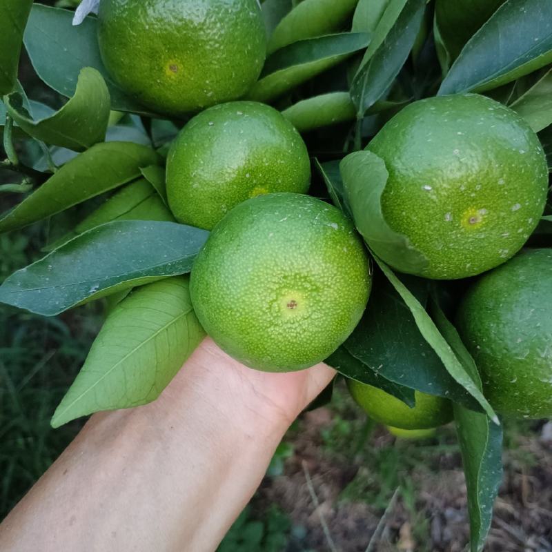 特早蜜橘