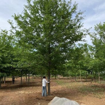 橡树苗圃直发5—28公分规格齐全现挖现发欢迎咨询