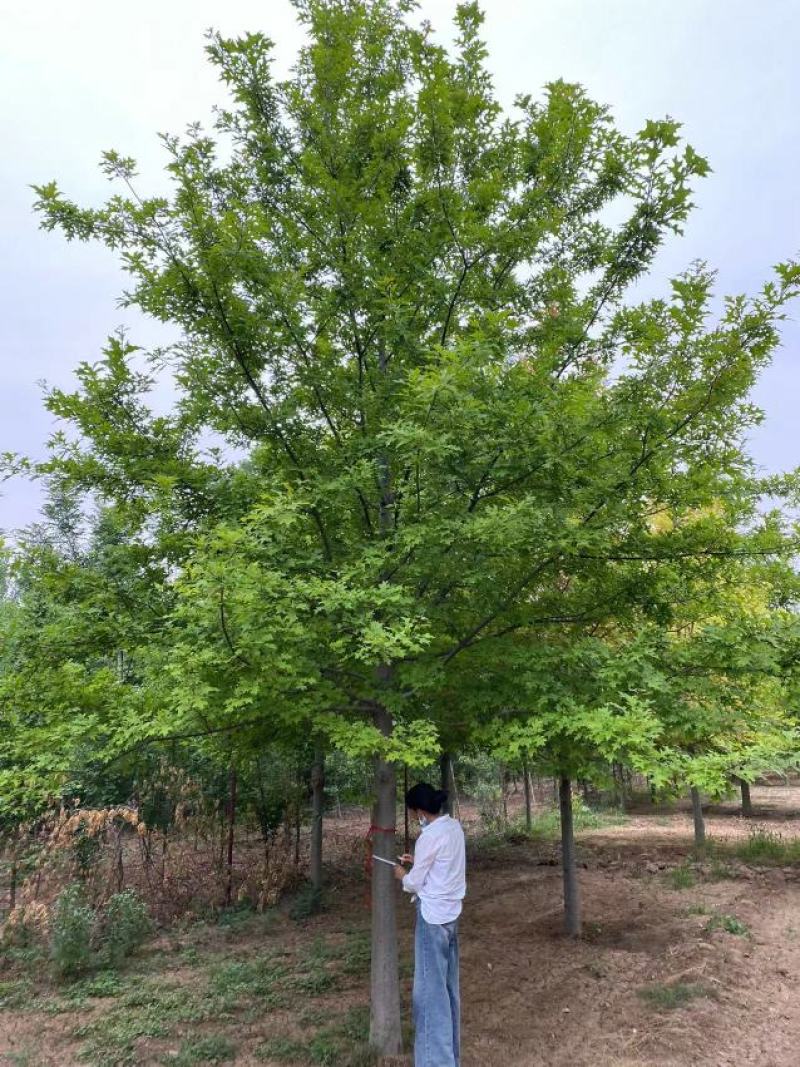 橡树苗圃直发5—28公分规格齐全现挖现发欢迎咨询