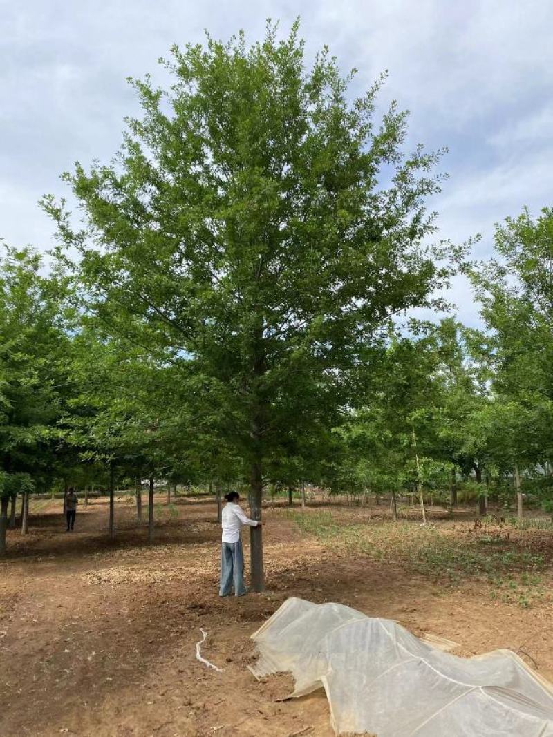 橡树苗圃直发5—28公分规格齐全现挖现发欢迎咨询