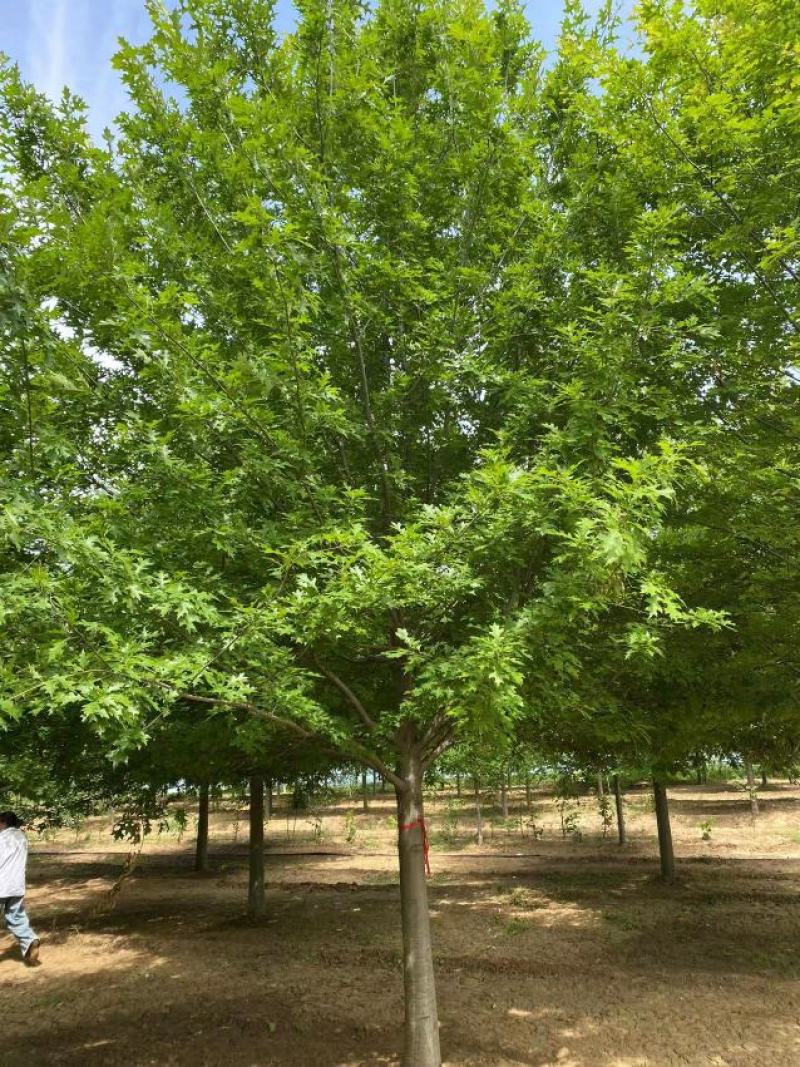 橡树苗圃直发5—28公分规格齐全现挖现发欢迎咨询