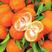 万州红桔，古红桔开始大量上市红橘可做陈皮