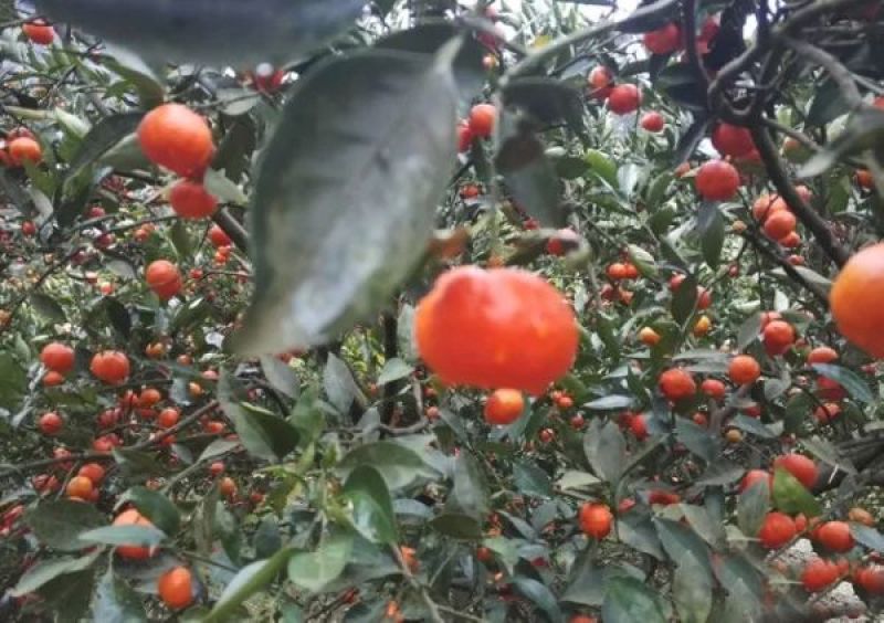 万州红桔，古红桔开始大量上市红橘可做陈皮