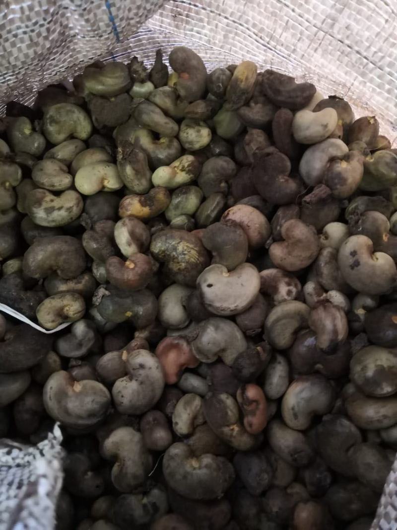 几内亚比绍腰果，自己农场一手货源