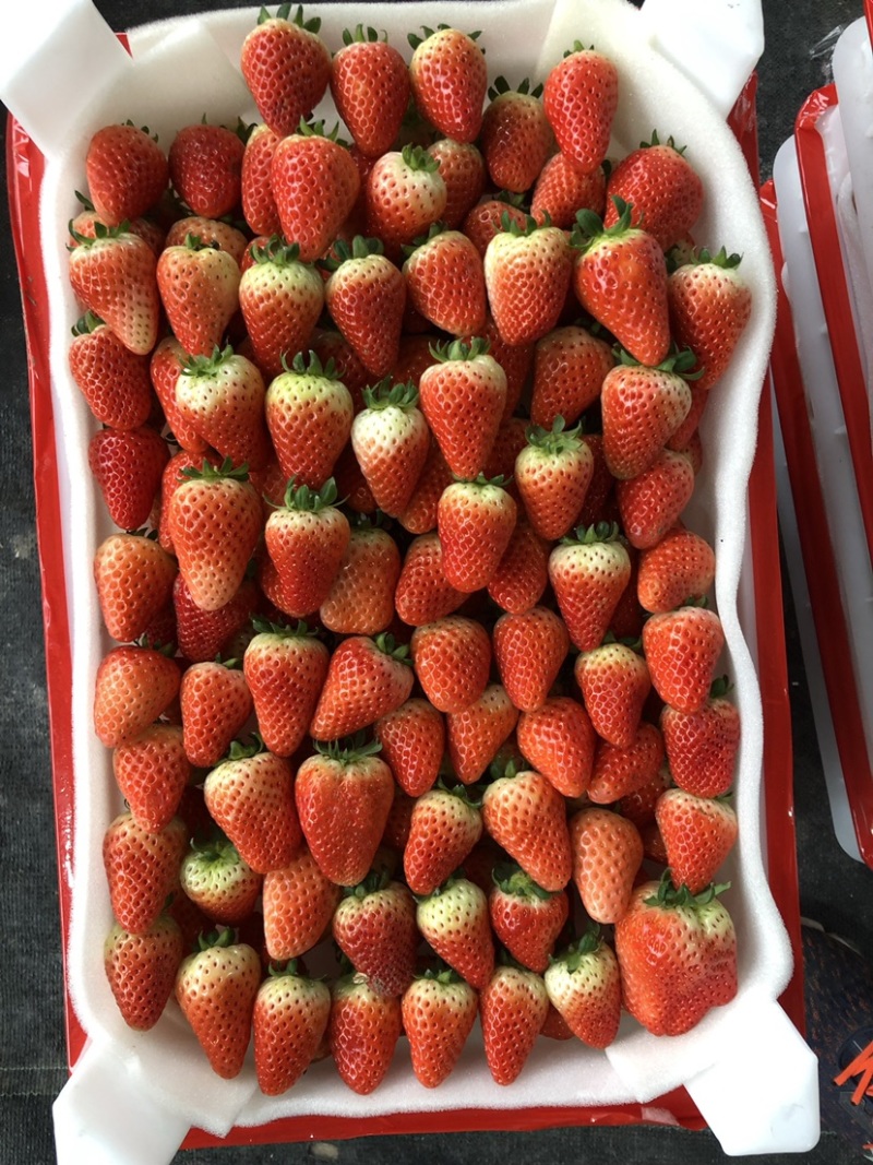 安徽草莓天仙醉草莓加工果对接工厂货可视频看货