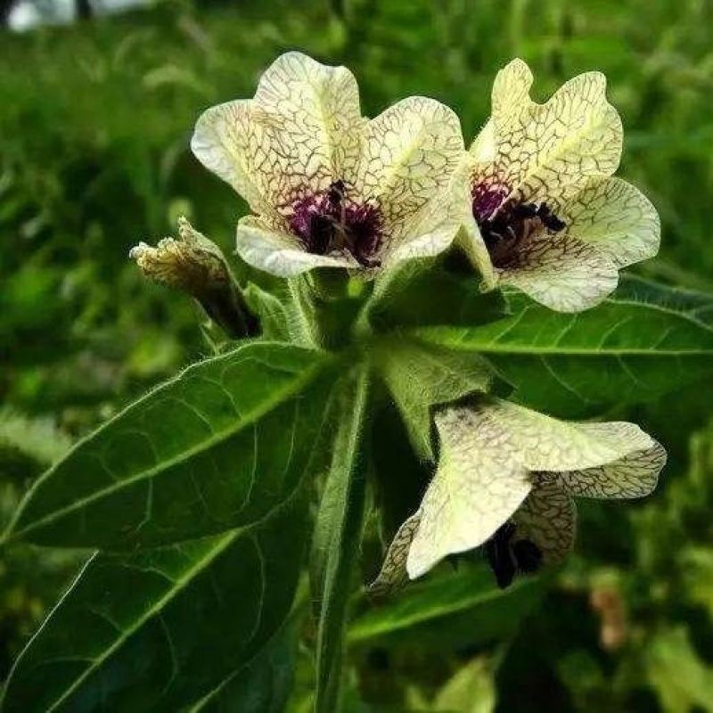 中药材莨菪子(莨菪籽莨蓎子)天仙子整颗发