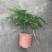文竹,观叶植物优质双色盆文竹,常年供应质优价廉