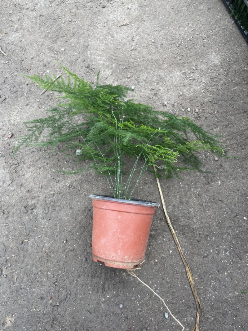 文竹，观叶植物优质双色盆文竹，常年供应质优价廉