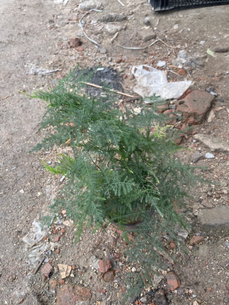 文竹，观叶植物优质双色盆文竹，常年供应质优价廉