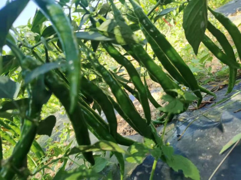 高山鲜辣椒上市了，有需要的老板看过来