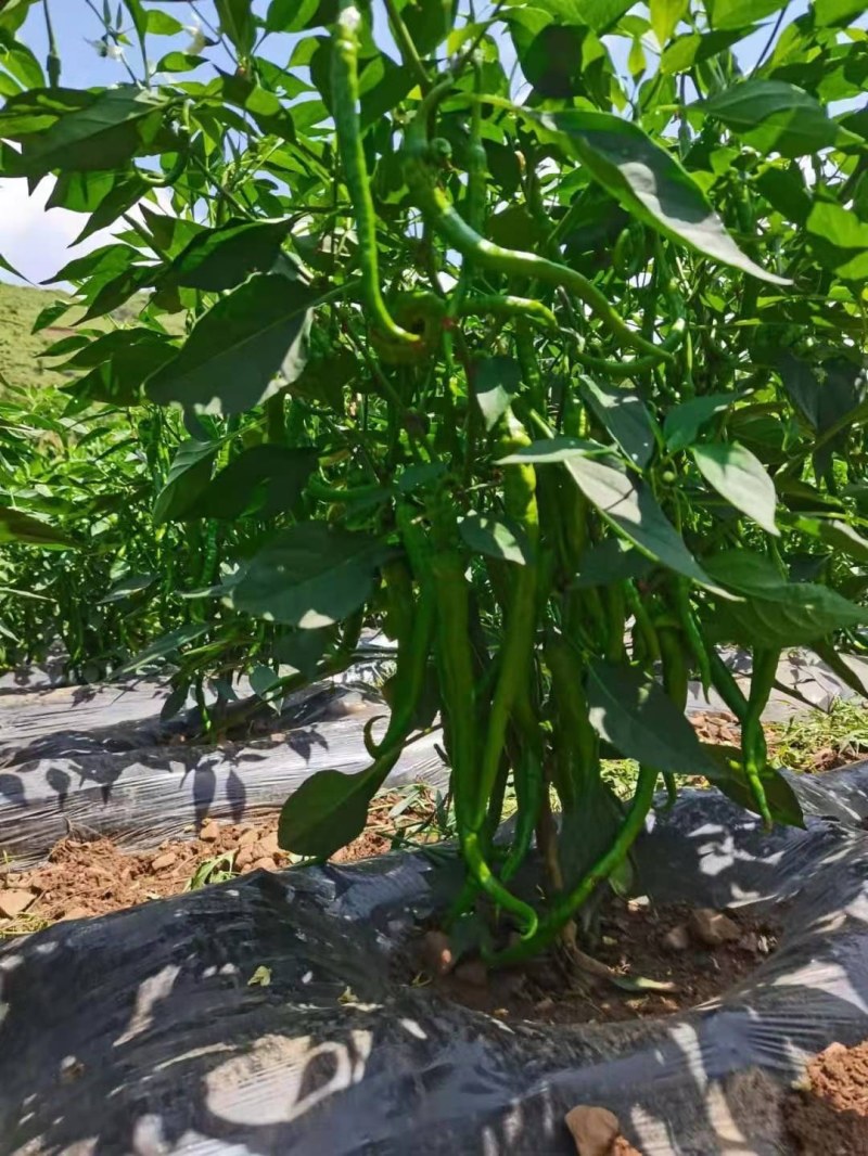 高山鲜辣椒上市了，有需要的老板看过来