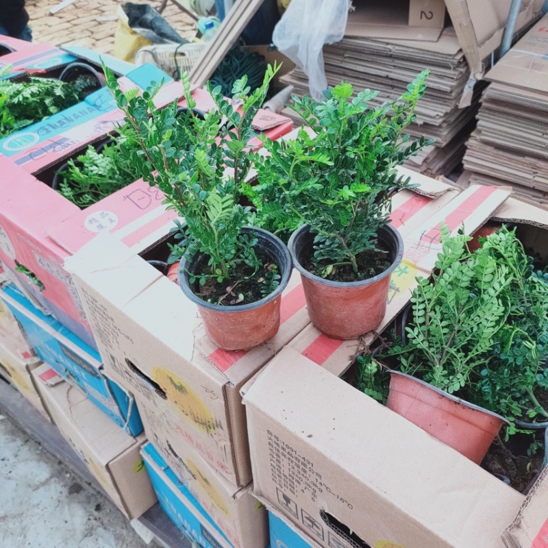 清香木，胡椒木，观叶植物，
