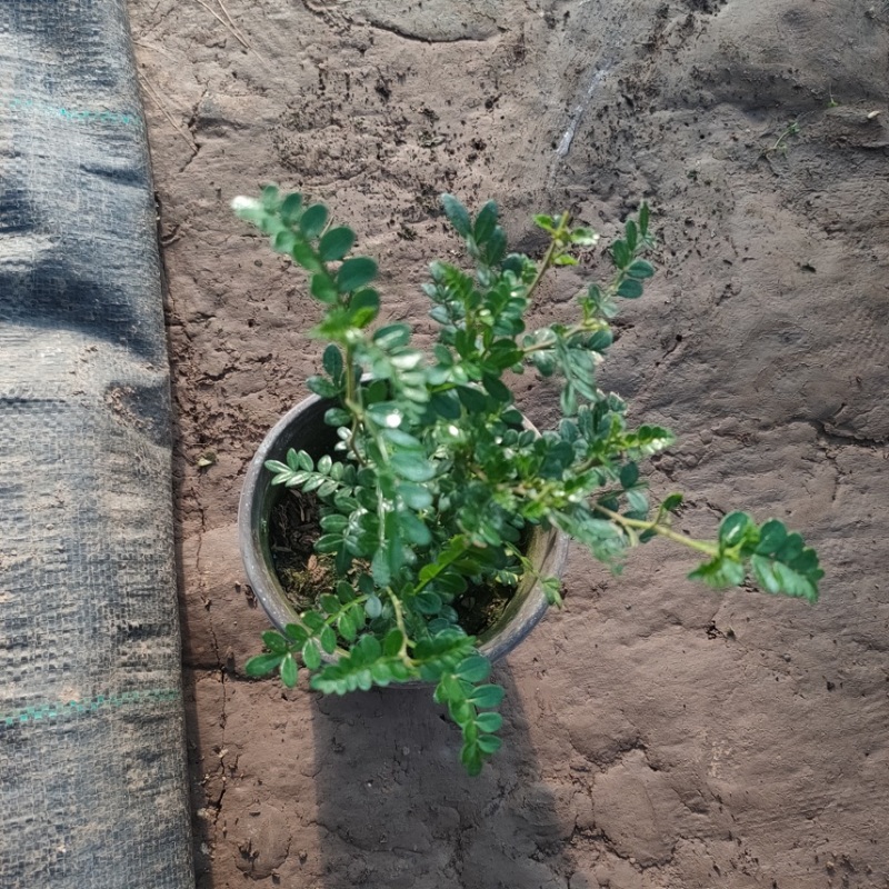 清香木，胡椒木，观叶植物，