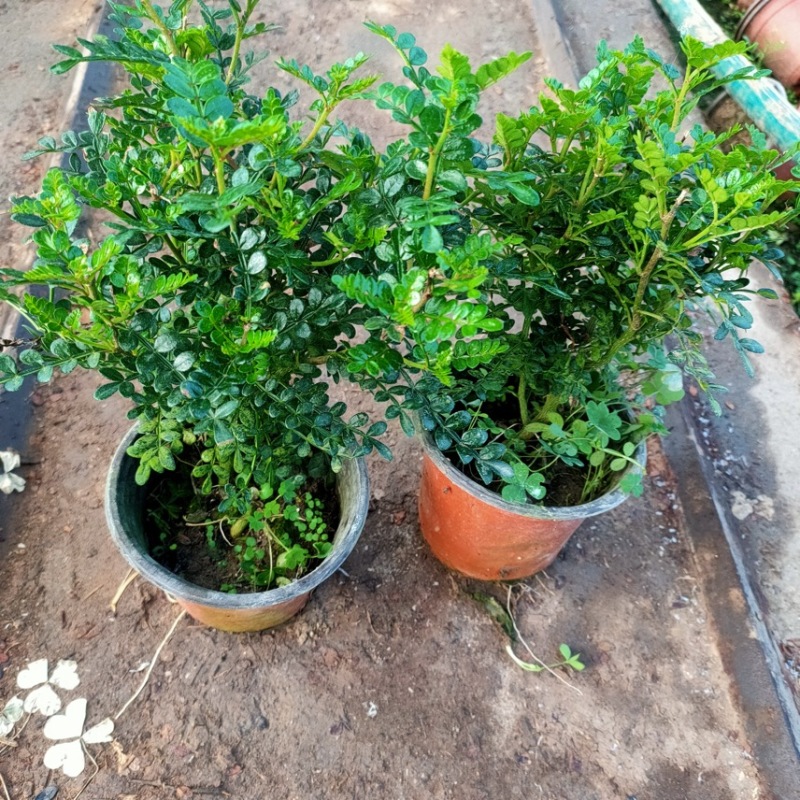 清香木，胡椒木，观叶植物，