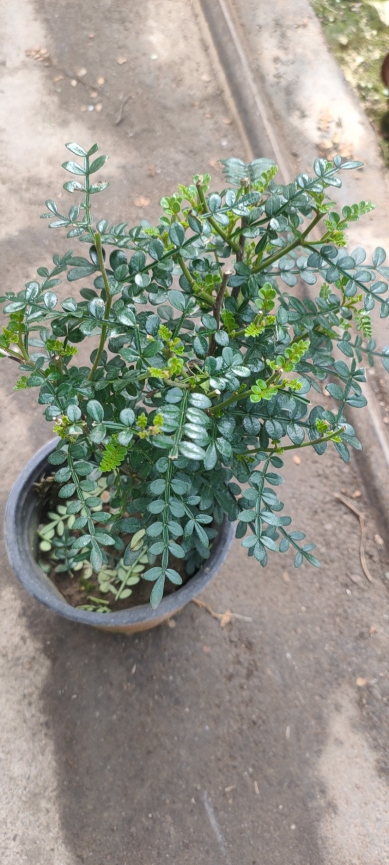 清香木，胡椒木，观叶植物，