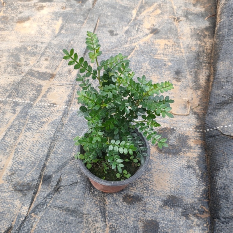 清香木，胡椒木，观叶植物，