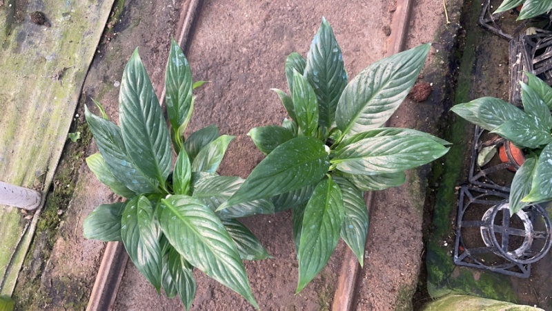 一帆风顺，美酒白掌，观叶观花植物