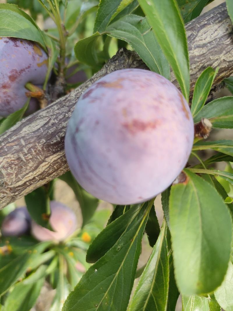 高山小脆红囗感甜，果灰好，果色漂亮，货源充足，欢迎下单
