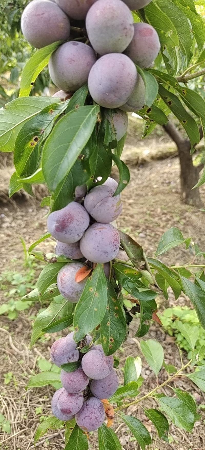 高山小脆红囗感甜，果灰好，果色漂亮，货源充足，欢迎下单