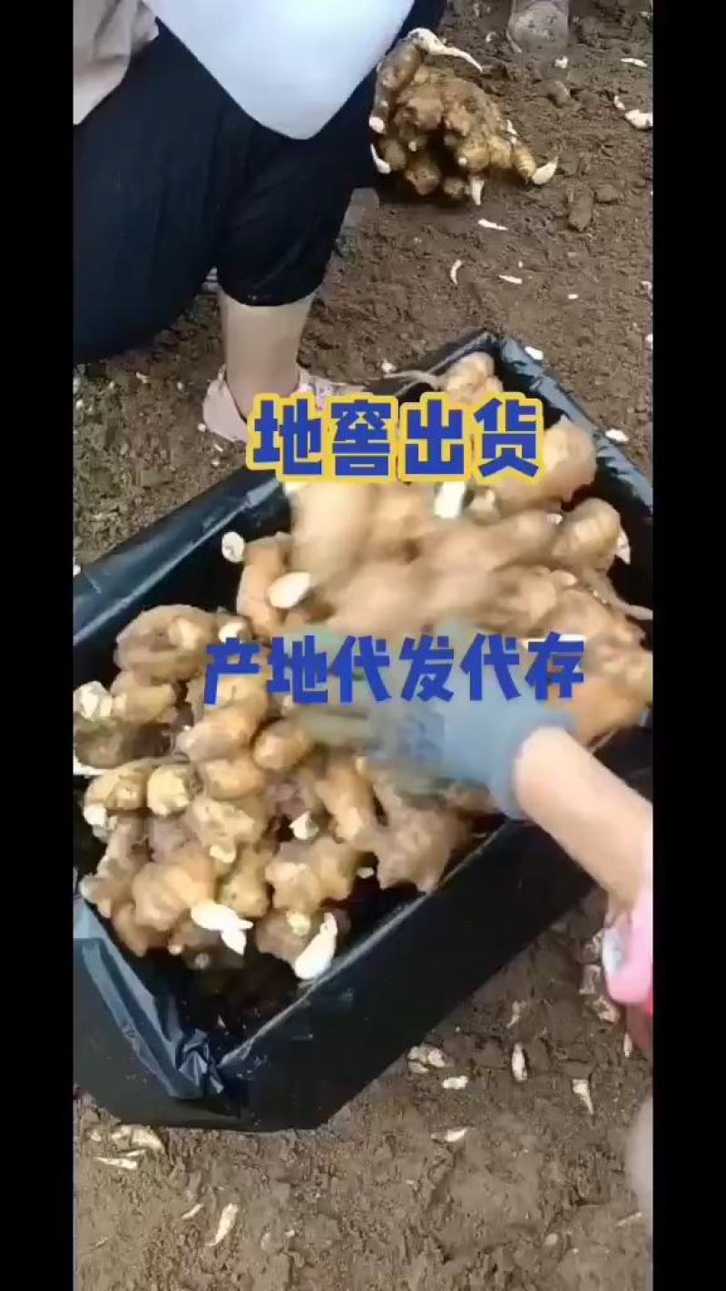 【江苏大黄姜】小黄姜/老姜品种齐全量大从优全国发货
