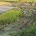 山区农家红米