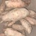 龙薯九大量工厂货，欢迎各位老板