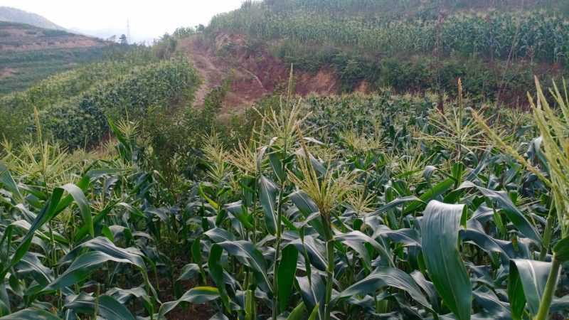 陕西汉中高坡水果玉米，基地500亩成熟了