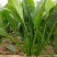 纯丰墨菲F1一代杂交高端菠菜种子耐寒热菠菜种籽大田秋冬