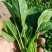 纯丰墨菲F1一代杂交高端菠菜种子耐寒热菠菜种籽大田秋冬