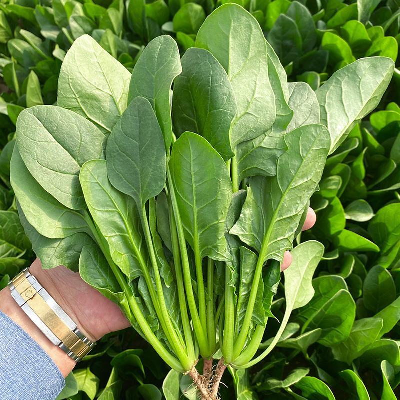 纯丰墨菲F1一代杂交高端菠菜种子耐寒热菠菜种籽大田秋冬