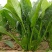 纯丰墨菲F1一代杂交高端菠菜种子耐寒热菠菜种籽大田秋冬