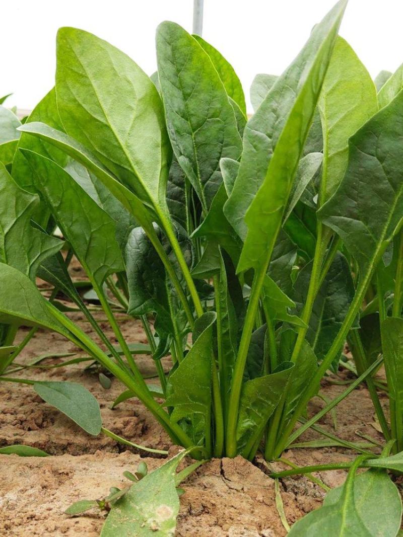 纯丰墨菲F1一代杂交高端菠菜种子耐寒热菠菜种籽大田秋冬