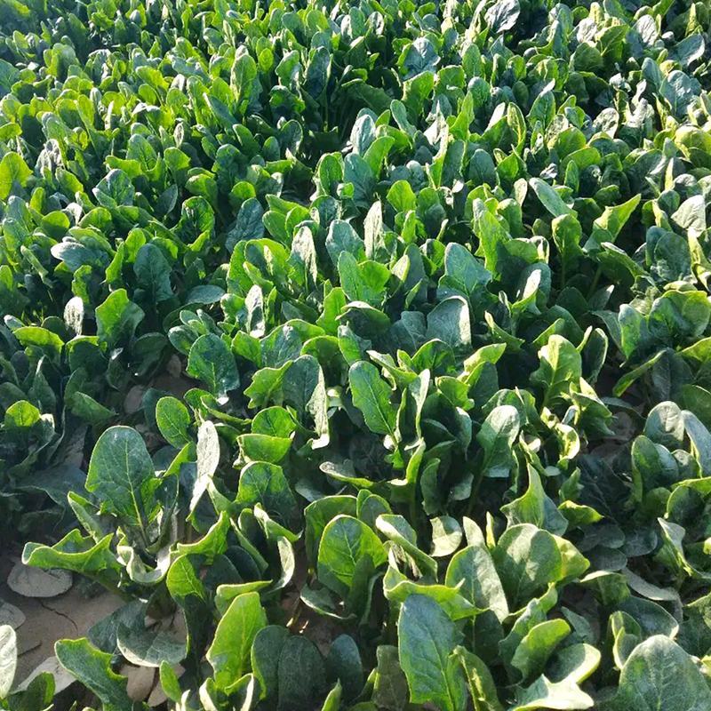 纯丰墨菲F1一代杂交高端菠菜种子耐寒热菠菜种籽大田秋冬