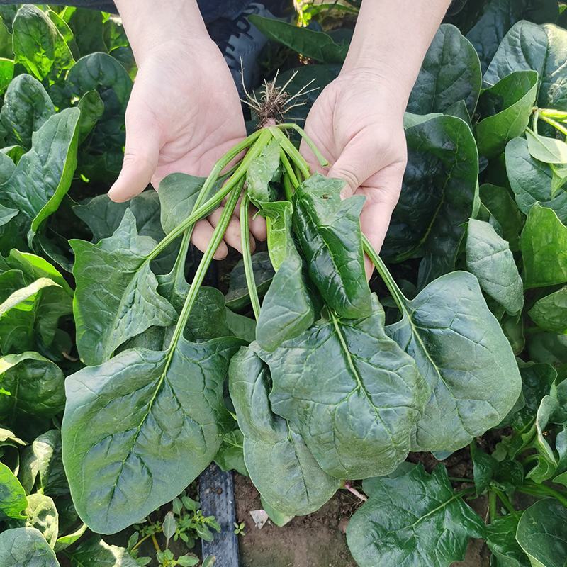 纯丰墨菲F1一代杂交高端菠菜种子耐寒热菠菜种籽大田秋冬