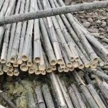 4-7公分楠竹，长3-5米楠竹，规格齐全，三年竹头