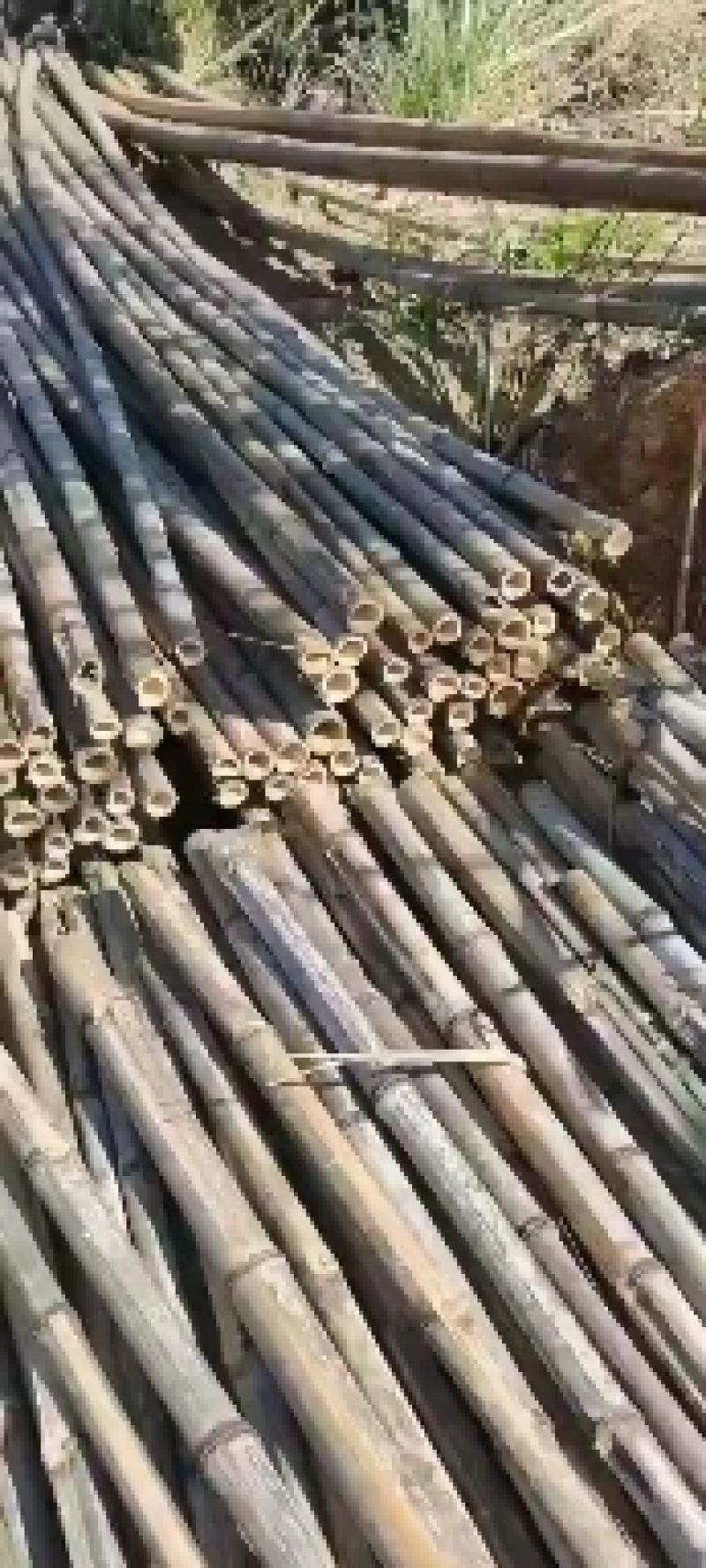 4-7公分楠竹，长3-5米楠竹，规格齐全，三年竹头