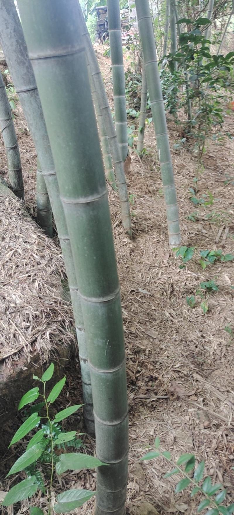 4-7公分楠竹，长3-5米楠竹，规格齐全，三年竹头