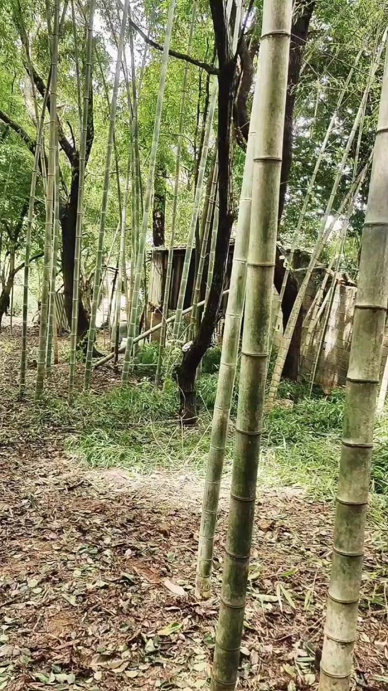 4-7公分楠竹，长3-5米楠竹，规格齐全，三年竹头