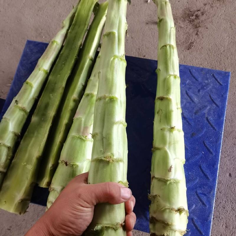 莴笋杆子，电商美团正车接单