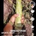 莴笋杆子，电商美团正车接单
